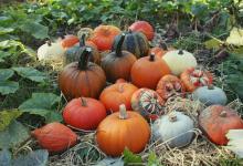 Pumpkins at Trengwainton 2015