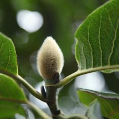 Magnolia ‘campbellii'. Photo © Barbara Santi 