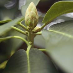 Rhododendron ‘polar bear’. Photo © Barbara Santi