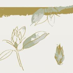 Sketches of Rhododendron ‘christmas cheer’. Image © Dominica Williamson