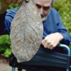 David with leaf. Photo © Barbara Santi