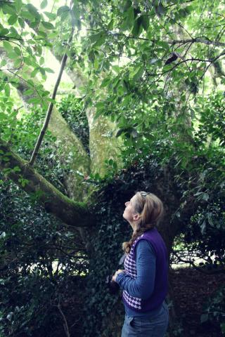 Dom under the trees, Trengwainton Drive